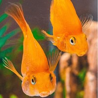 6 conseils pour avoir un aquarium d'eau douce où il fait bon vivre.