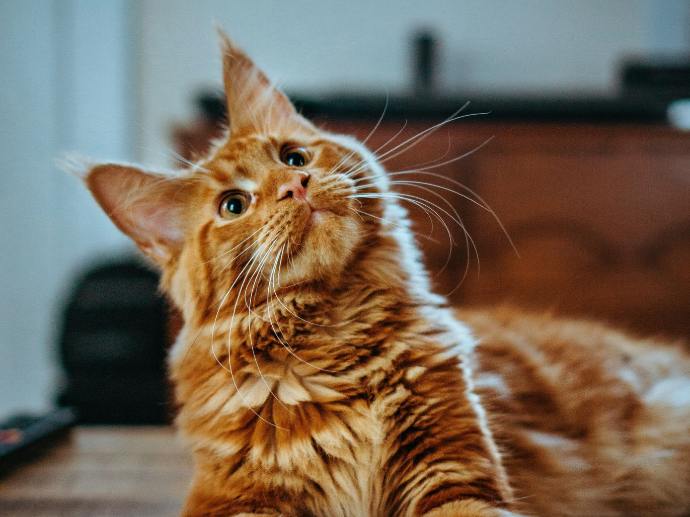 Chat au pelage roux, toilettage et soins félins chez Animal Confort