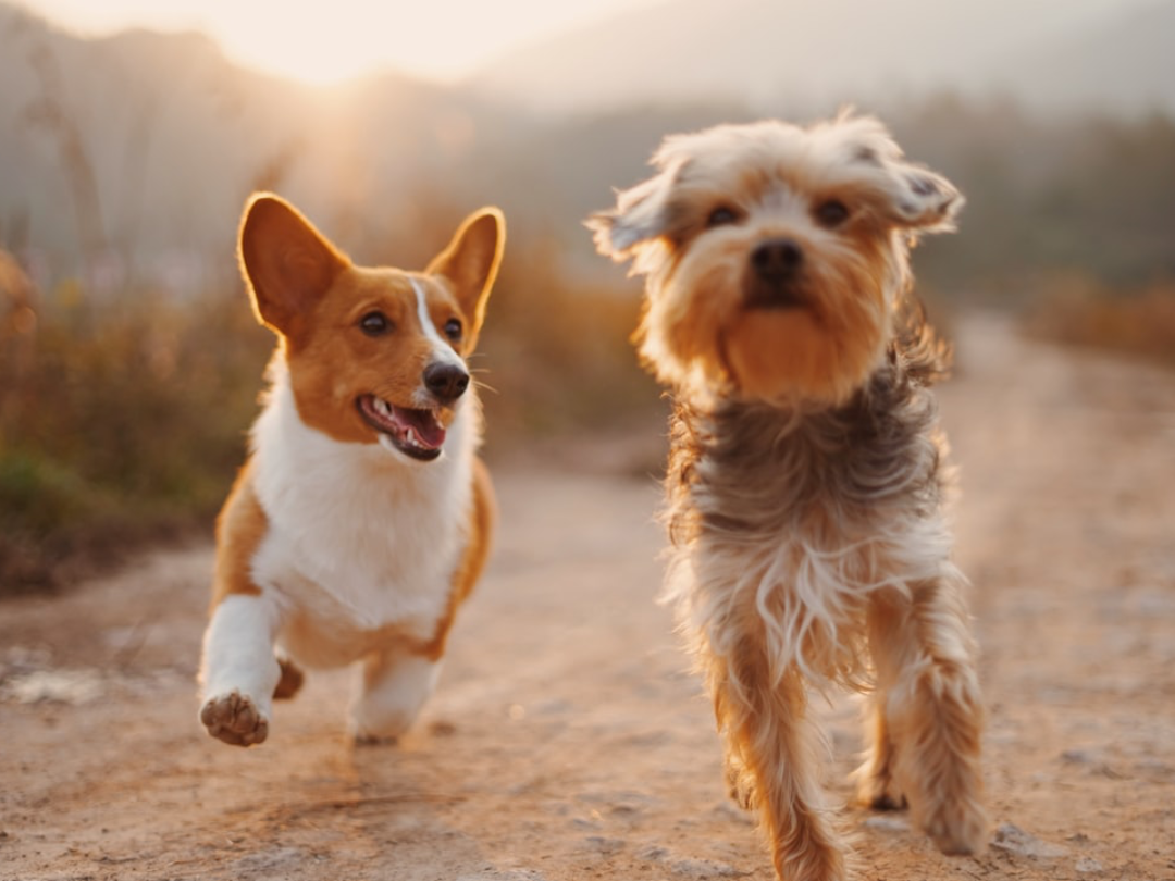 Deux chiens de notre animalerie Animal Confort