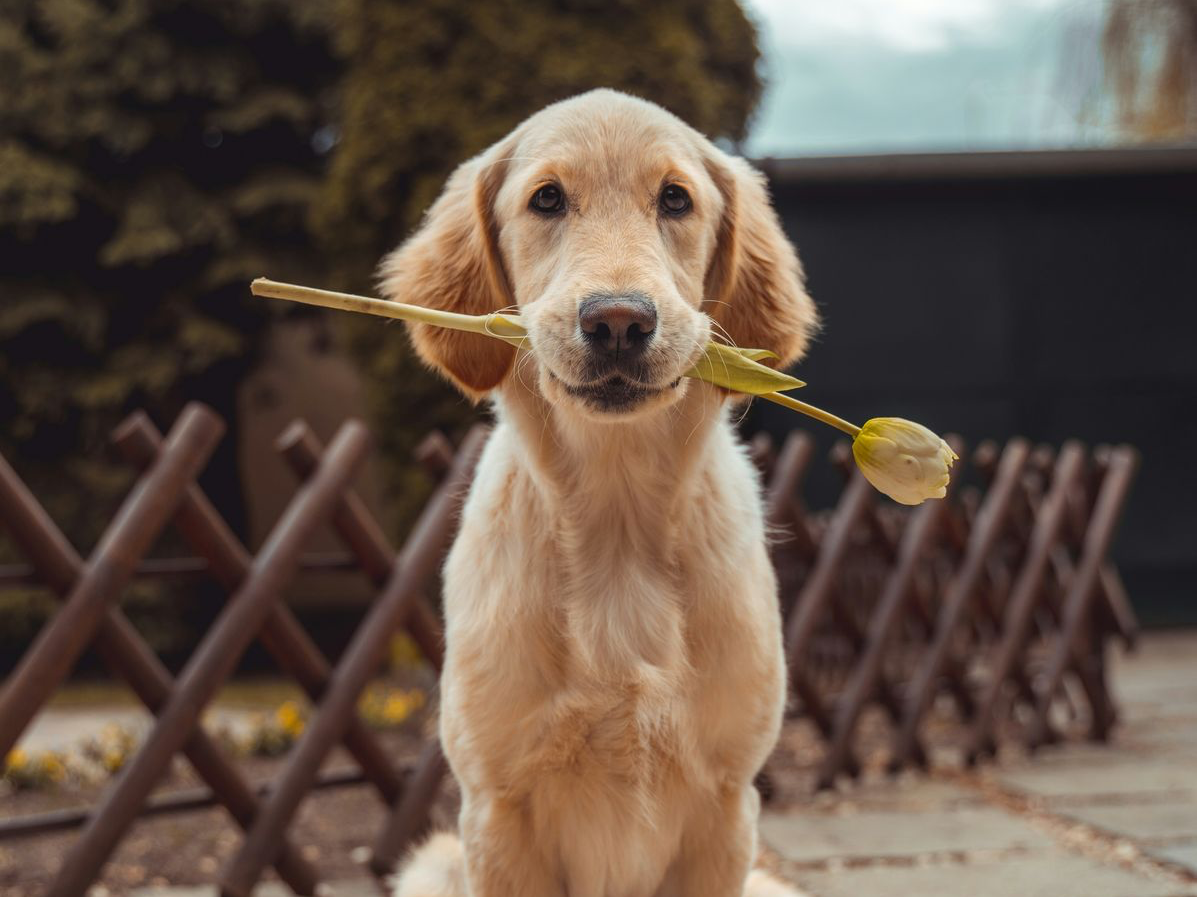 Jeune chien au pelage doré, illustration des soins pour chiens chez Animal Confort