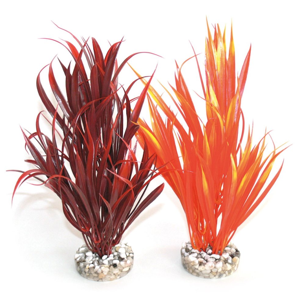 SWORD PLANT H:25cm SCALARE