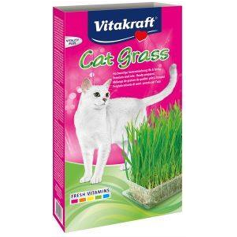 Herbe à chat 