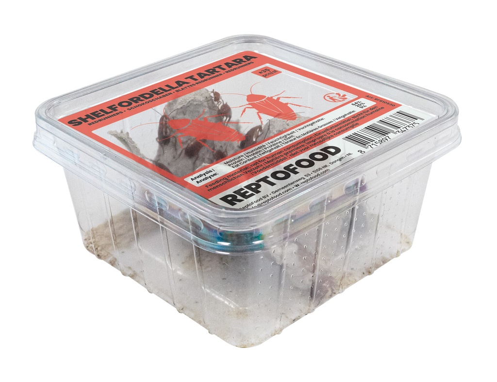 [AQDI_RF610530] REPTO REDRUNNERS BOX