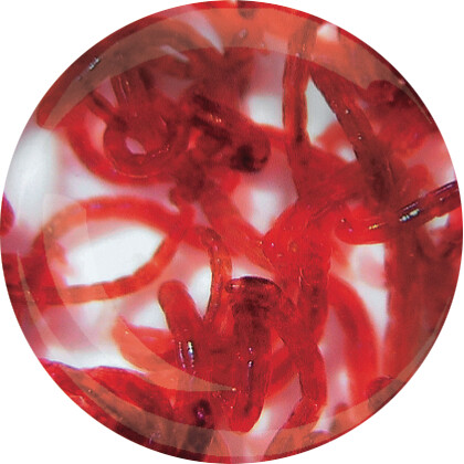 LIVE BLOODWORM 90 ML