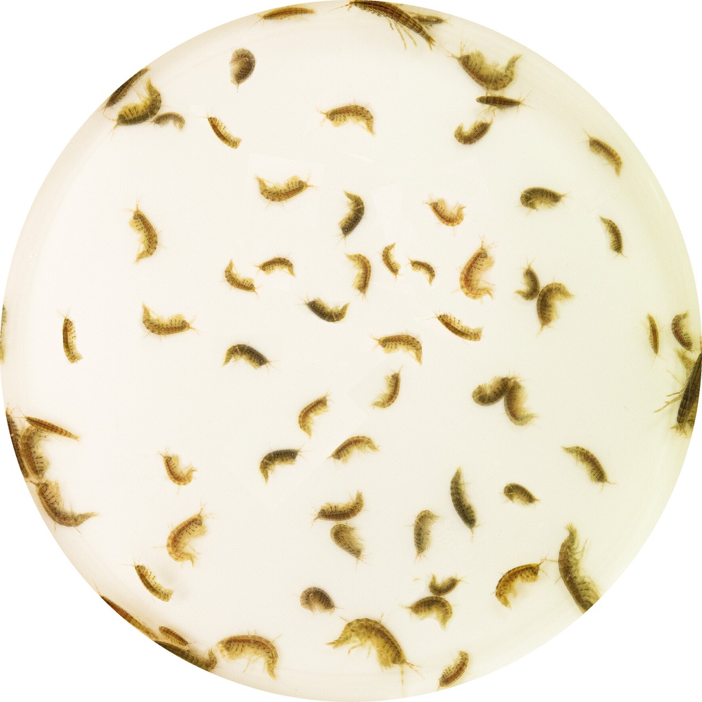 LIVE GAMMARUS 90 ML