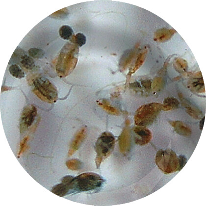 LIVE BRACHIONUS 90 ML