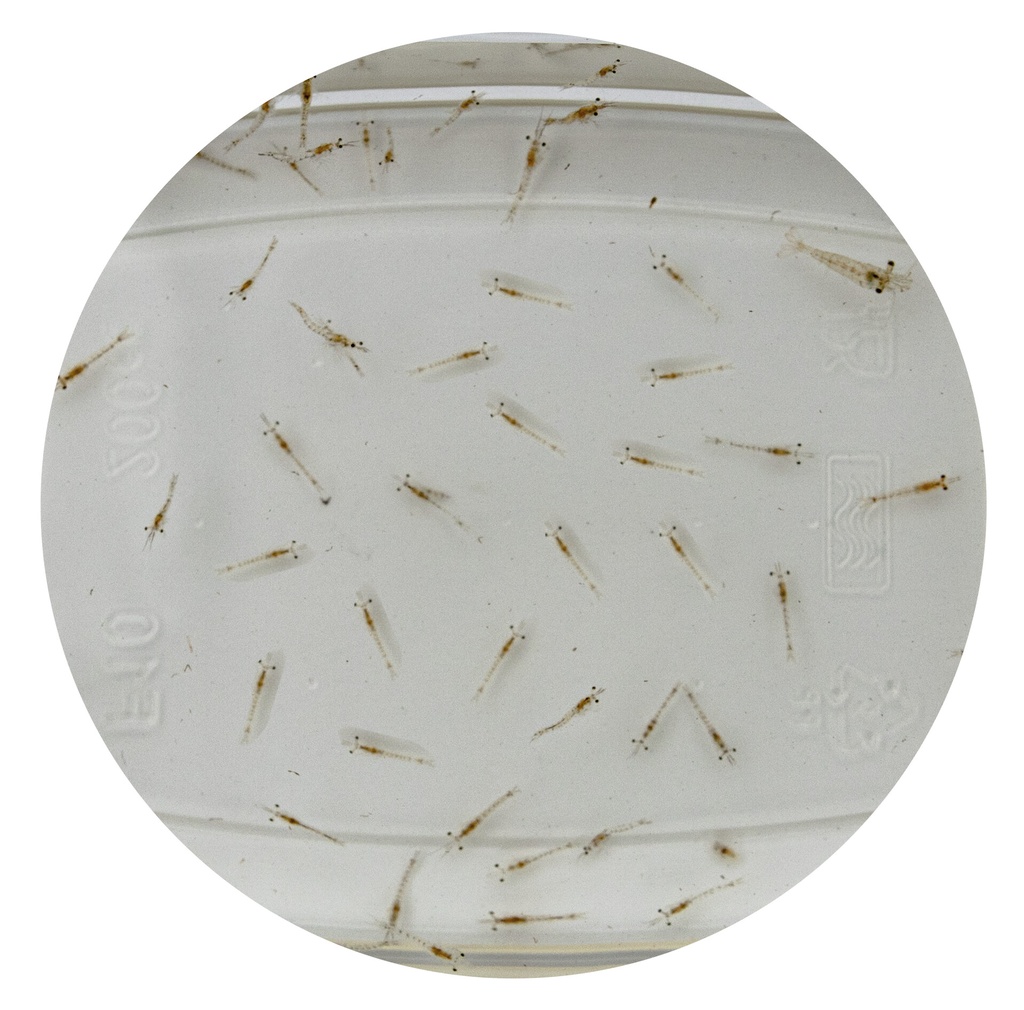 LIVE MYSIS 90 ML