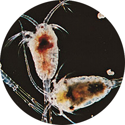 [AQDI_N3030040] LIVE MARINE COPEPODS 90 ML