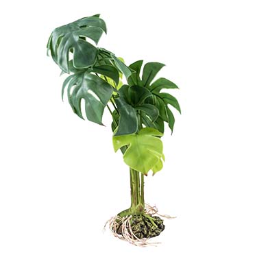 Terra Della Monstera S - 15x15x28cm vert