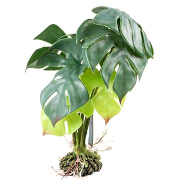 Terra Della Monstera M - 20x20x35cm vert