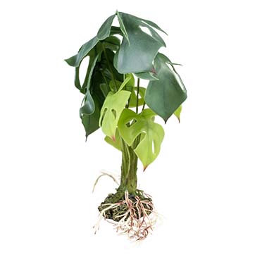 Terra Della Monstera L - 20x20x45cm vert
