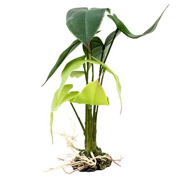 Terra Della Alocasia S - 15x15x28cm vert