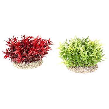 Aqua Della Plante miracle moss S - height 7,5CM couleurs mélangées