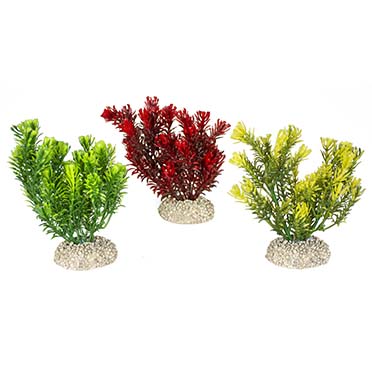 Aqua Della Plante canadensis S - height 13CM couleurs mélangées
