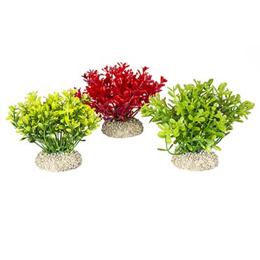 [LARO_242/458082] Aqua Della Plante glosso S - height 9CM couleurs mélangées