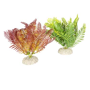 Aqua Della Plante bolbitis M - height 17,5CM couleurs mélangées