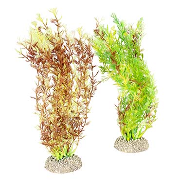 [LARO_242/458280] Aqua Della Plante egeria densa M - height 25CM couleurs mélangées