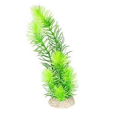Aqua Della Plante hornwort M - height 24CM vert foncé