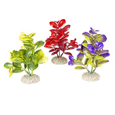 Aqua Della Plante crassula M - height 16CM couleurs mélangées