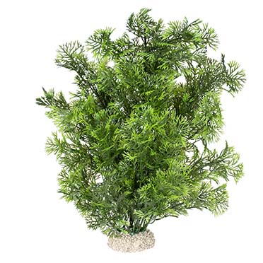 Aqua Della Plante phoenix L - height 30CM vert foncé
