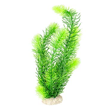 Aqua Della Plante hornwort L - height 32CM vert foncé