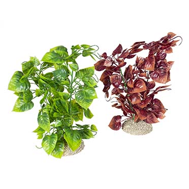 Aqua Della Plante anubias nana L - height 25CM couleurs mélangées