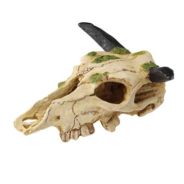Terra Della Crâne de carabao S - 22CM