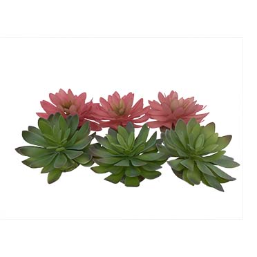 [LARO_242/465851] Terra Della Echeveria 2 14x12,5x9,2CM couleurs mélangées