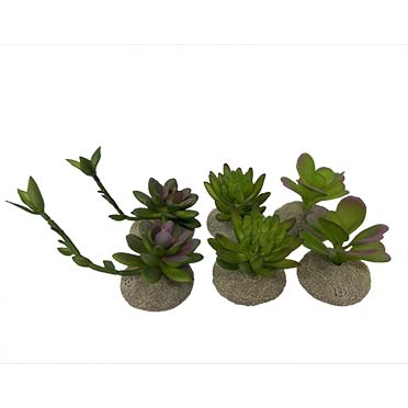 [LARO_242/465875] Terra Della Succulentes 8x5,8x10,5CM couleurs mélangées