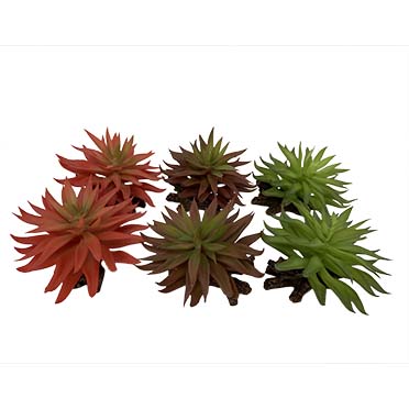 Terra Della Sedum 13x12,5x10CM couleurs mélangées