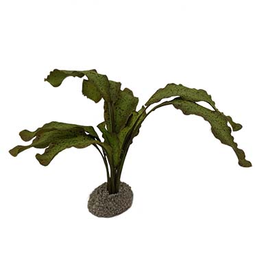 Aqua Della Echinodorus 1 5cm vert