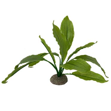 Aqua Della Echinodorus 2 24cm vert