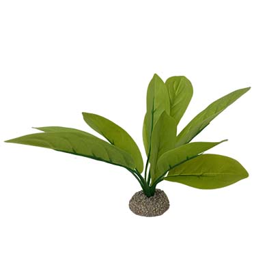 Aqua Della Echinodorus 3 24cm vert