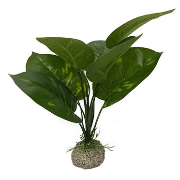 Aqua Della Anubias 1 24cm vert