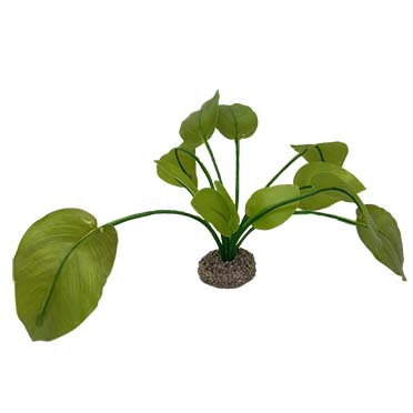[LARO_242/468289] Aqua Della Anubias 2 17cm vert