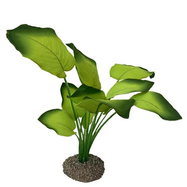 Aqua Della Anubias 3 20cm vert