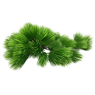 Aqua Della Eleocharis 22cm vert