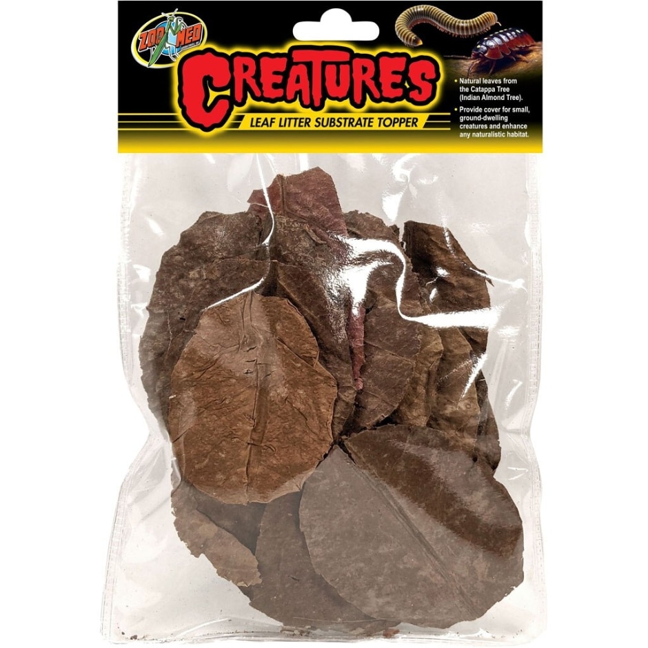 CREATURES FEUILLES DE CATAPPA NATURELLES