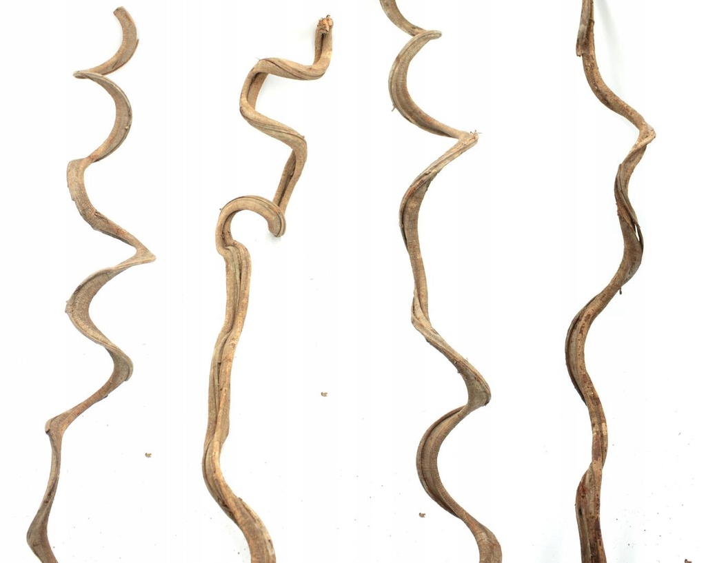 VINE MOUSSE NATURELLE Lg:2000mm dia:20mm  REPTIZOO