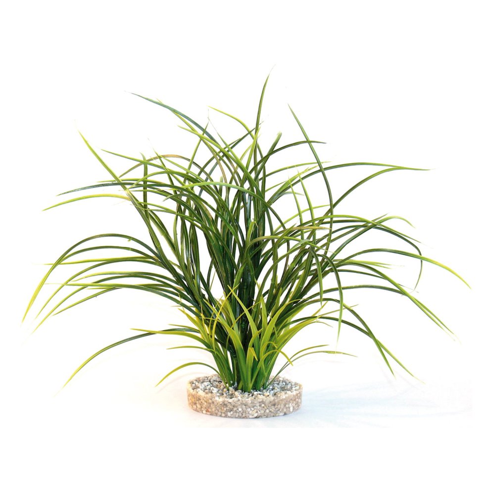 FAN GRASS H:30cm