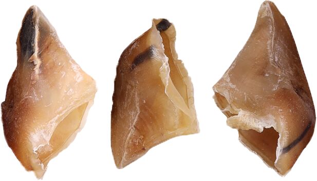 NATURE SABOTS DE VEAU PETITS