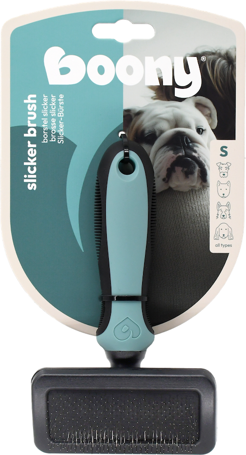 [DEBO_022 4211] PETIT CHIEN LISSE