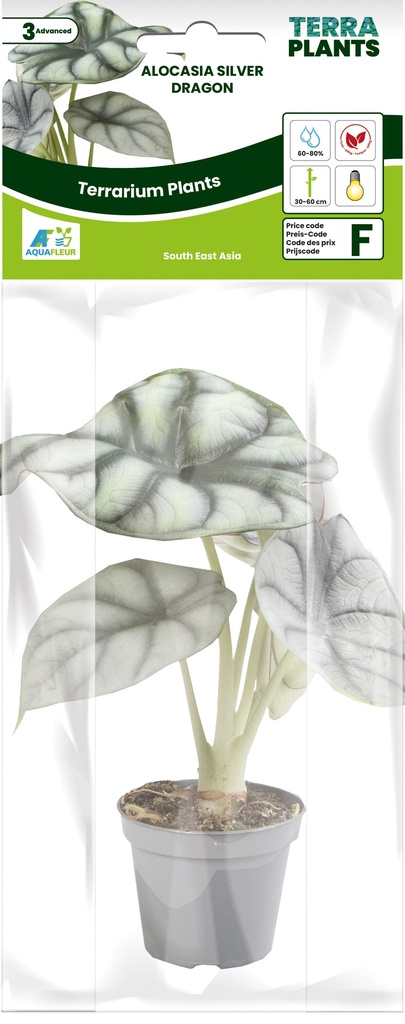 [AQDI_PT205010] PT-ALOCASIA SILVER DRAGON "F"