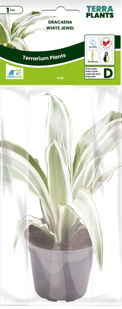 [AQDI_PT205050] PT-DRACAENA DRAGONTREE WHITE JEWEL 
