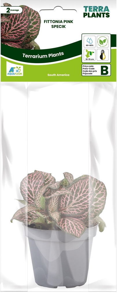 [AQDI_PT205090] PT-FITTONIA PINK SPECIK "B"