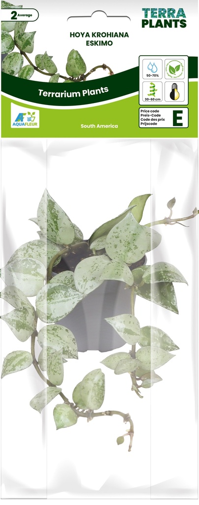PT-HOYA KROHIANA ESKIMO 