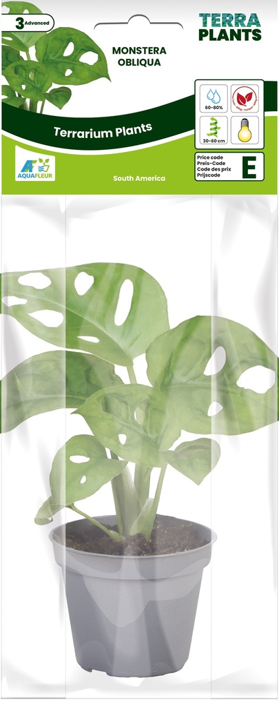 [AQDI_PT205170] PT-MONSTERA OBLIQUA 