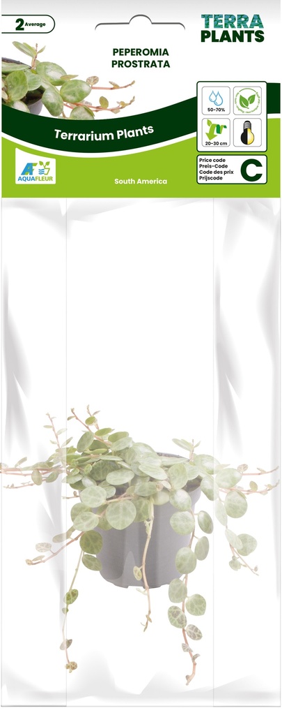 [AQDI_PT205350] PT-PEPEROMIA PROSTRATA 