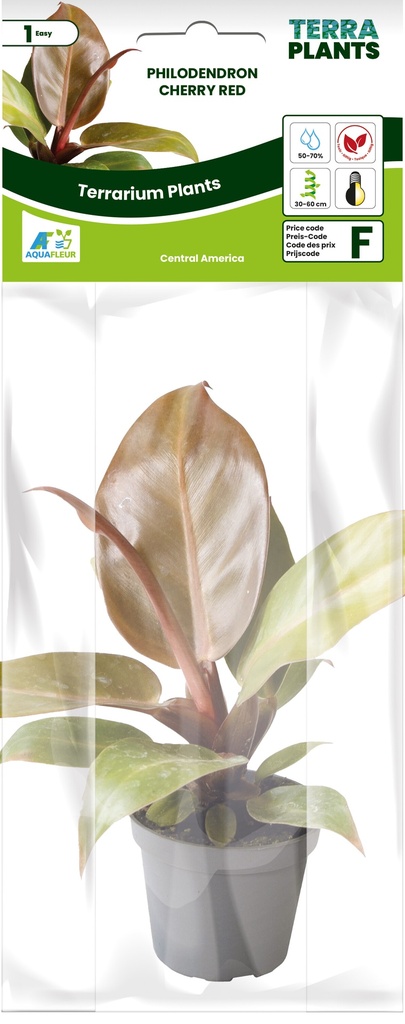 [AQDI_PT205370] PT-PHILODENDRON CHERRY RED 