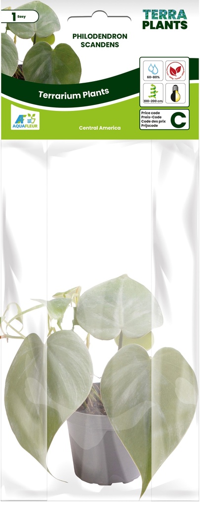 [AQDI_PT205390] PT-PHILODENDRON SCANDENS 
